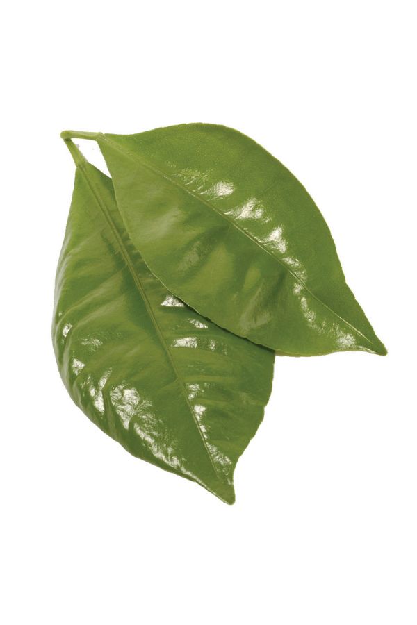 Petitgrain