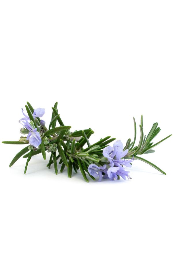 Rosemary
