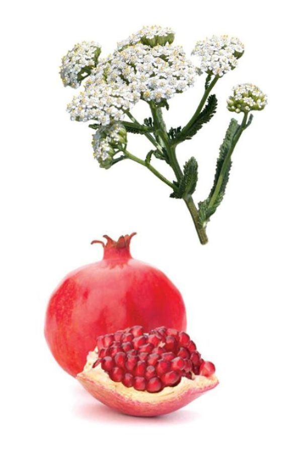 Yarrow | Pom